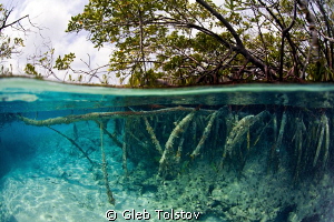 Mangrove by Gleb Tolstov 